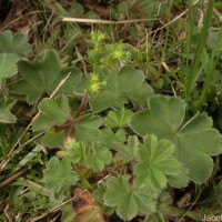 Alchemilla indica Gardner